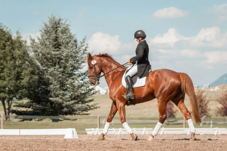 buying an expensive horse